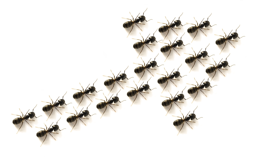 Ants Forming An Arrow Poster Print, 19 x 12