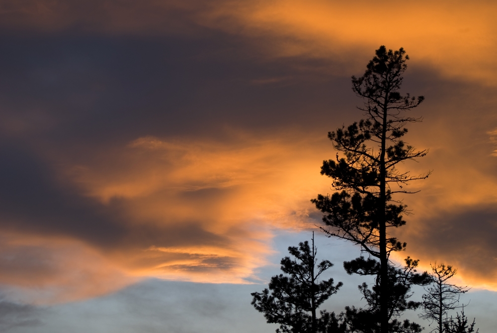 Silhouetted Tree At Sunset Poster Print, 17 x 11