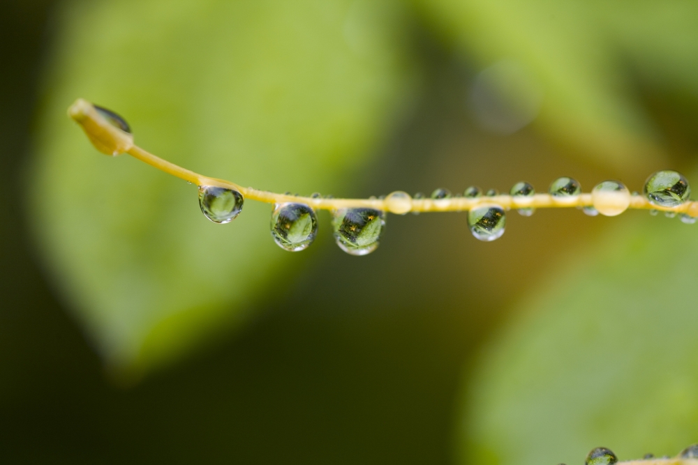 Closeup of Dew On A Stamen Poster Print, 20 x 13