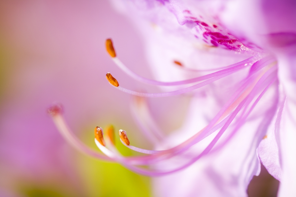 Close Up of A Pink Flower Poster Print - 20 x 13