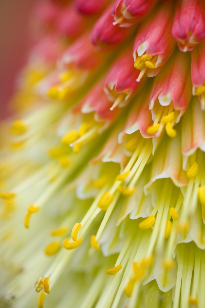 Close Up of Flower Stamen Poster Print - 13 x 20