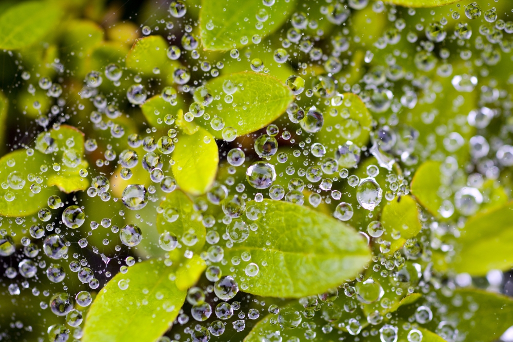 Closeup of Morning Dew On Leaves Poster Print - 20 x 13