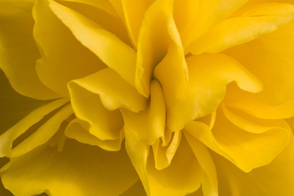A Golden Begonia Poster Print - 18 x 12