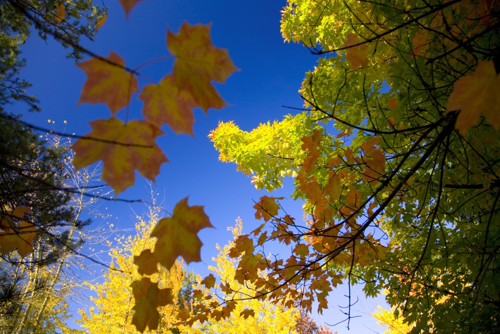 Maple Trees in Autumn Poster Print - 20 x 13