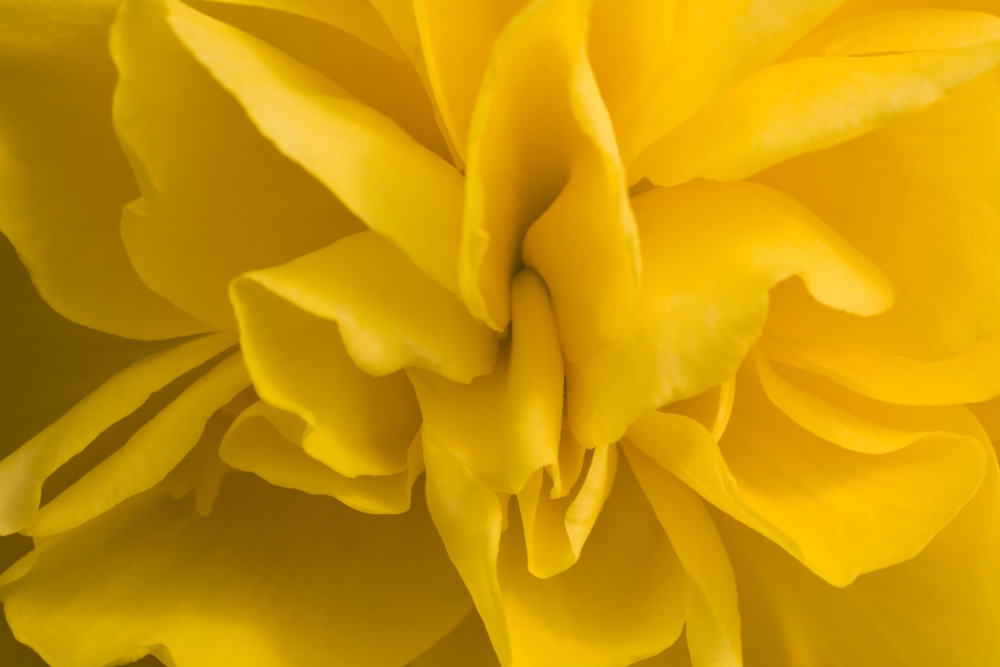 A Golden Begonia Poster Print - Large - 36 x 24