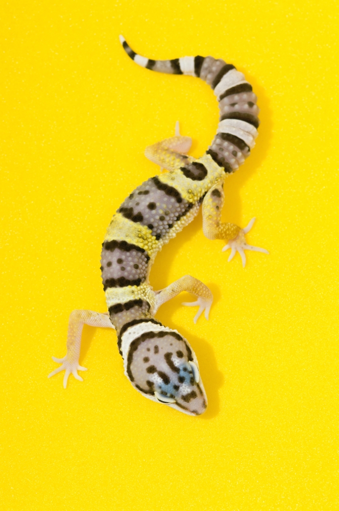 Baby Leopard Gecko Poster Print, Large - 22 x 34