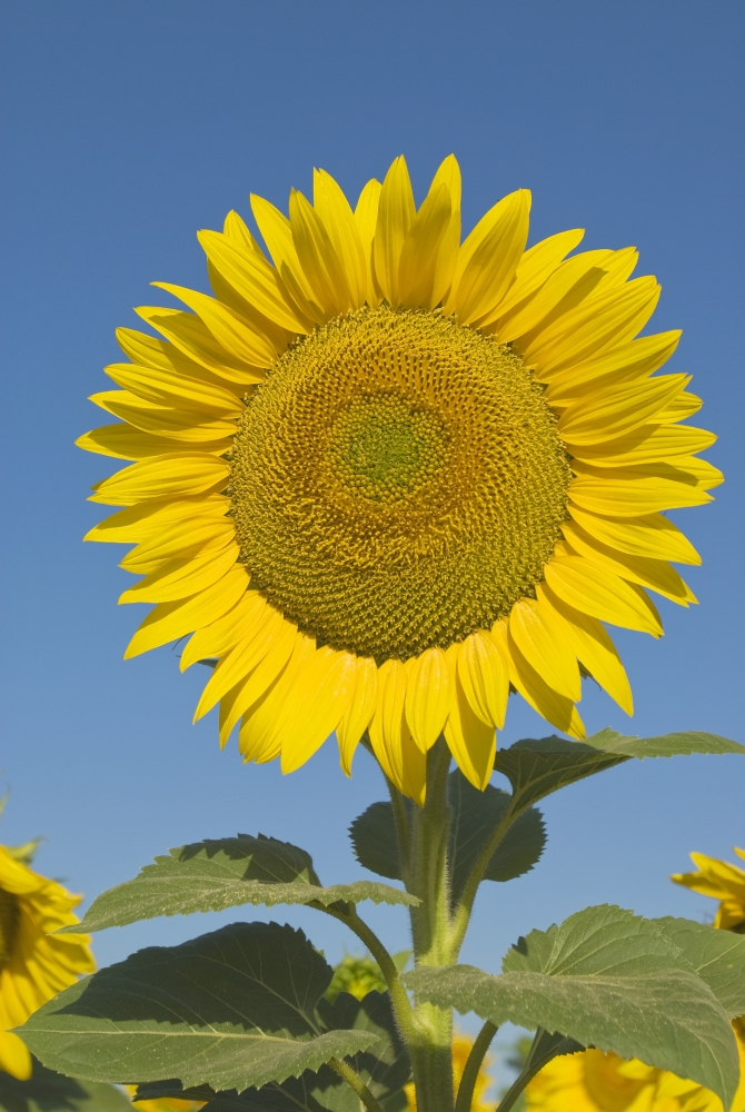 Sunflower Helianthus Annuus Poster Print - Large - 24 x 36