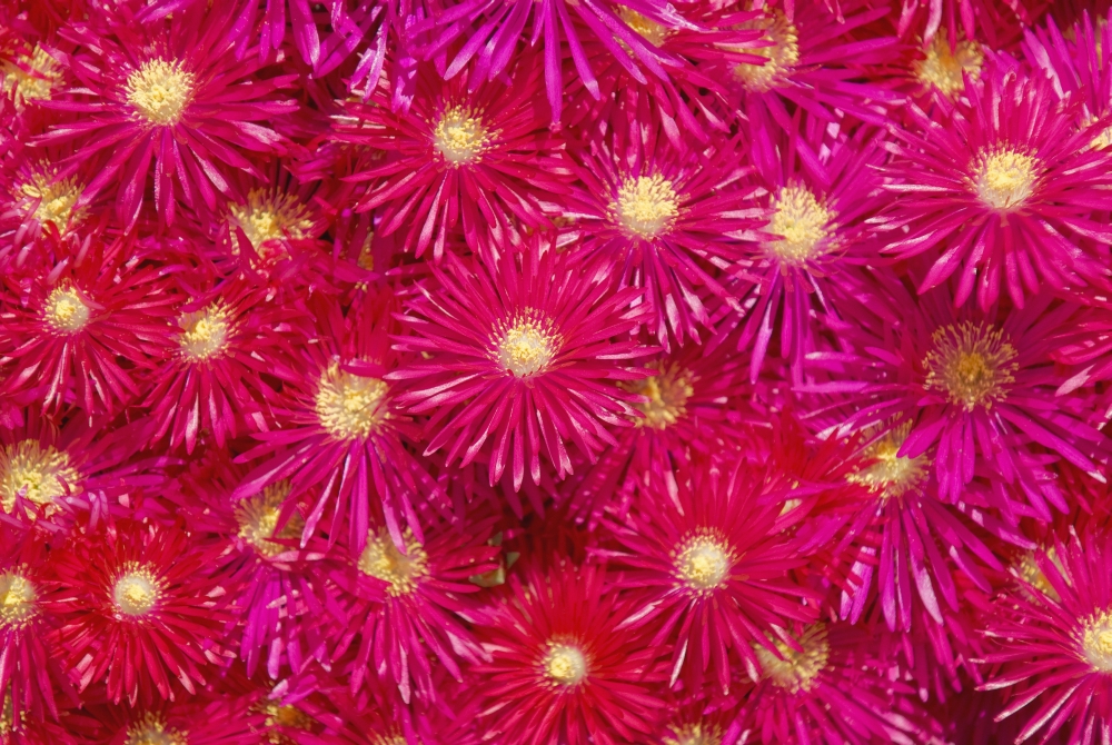 DPI1834420LARGE Trailing Ice Plant Lampranthus Spectabilis Poster Print, Large - 36 x 24
