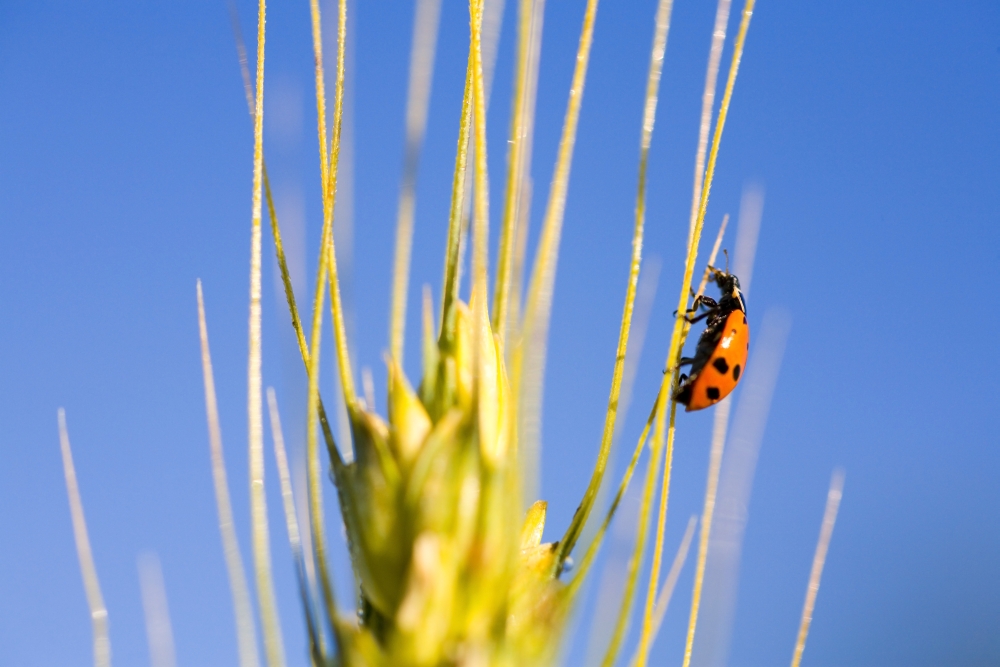 Ladybug On Wheat Poster Print - Large - 40 x 26