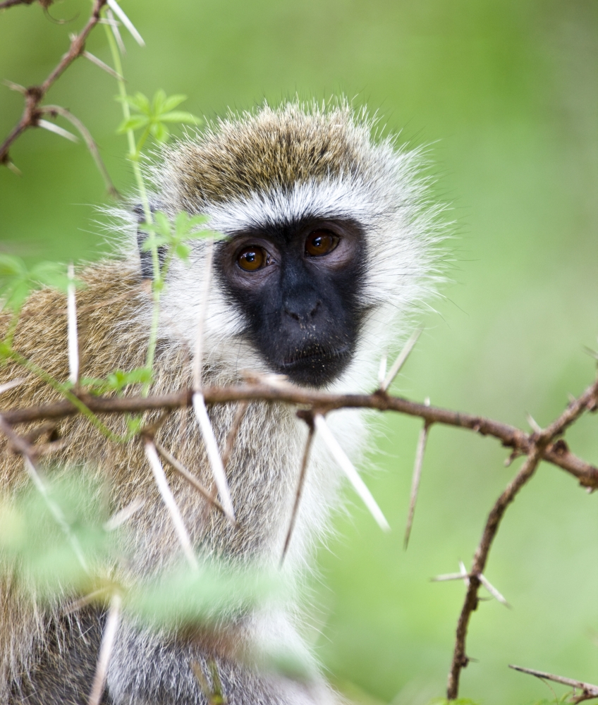 Vervet Monkey Chlorocebus Pygerythrus Poster Print, Large - 28 x 32