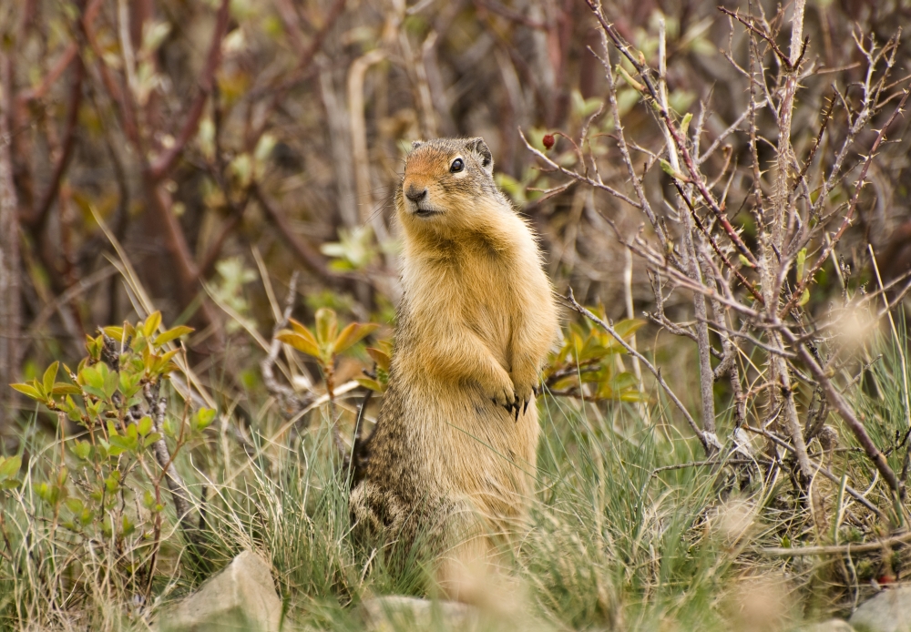 Colombian Ground Squirrel Poster Print, Large - 32 x 22