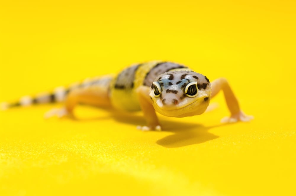 Baby Leopard Geckos On Yellow Poster Print, Large - 34 x 22