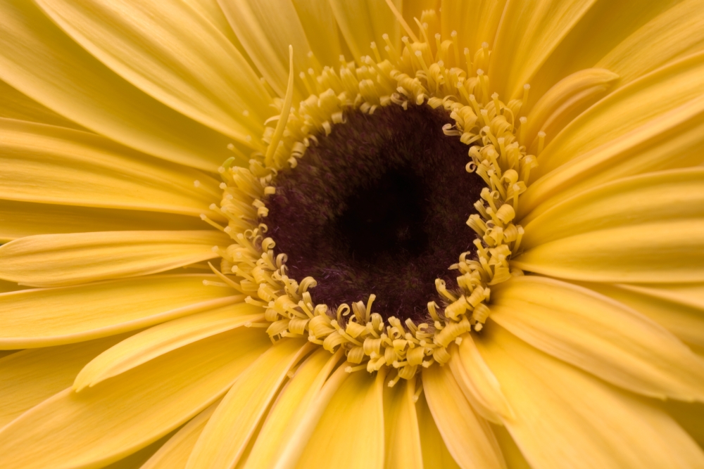 Close Up Gerbera Daisy Poster Print, Large - 36 x 24