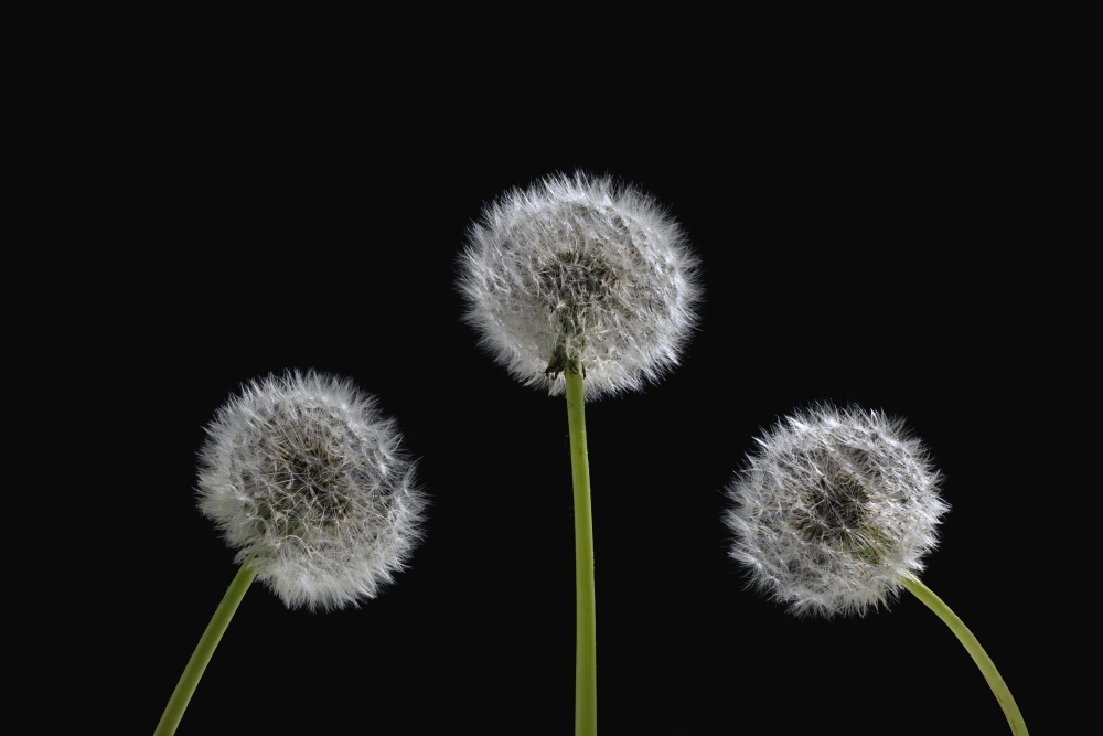 Dandelion Seeds Poster Print - 36 x 24