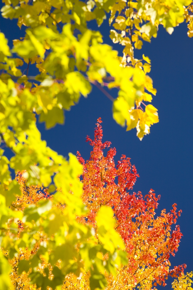 Autumn Trees Poster Print - Large - 26 x 40