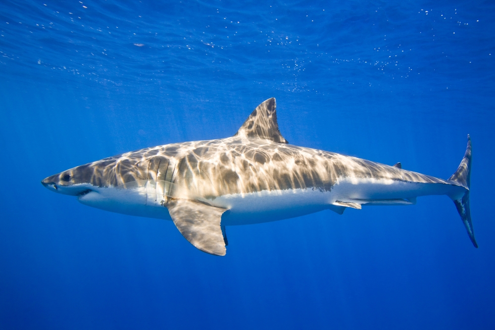Great White Shark Carcharodon Carcharias Poster Print - 17 x 11