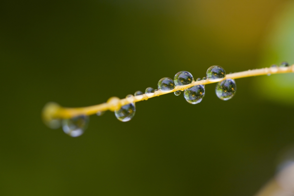Dew On A Blade of Grass Poster Print, 20 x 13