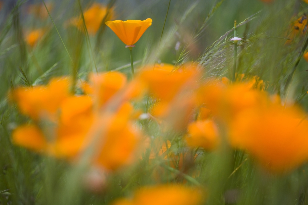 Close Up of Orange Poppy Flowers Poster Print, 20 x 13