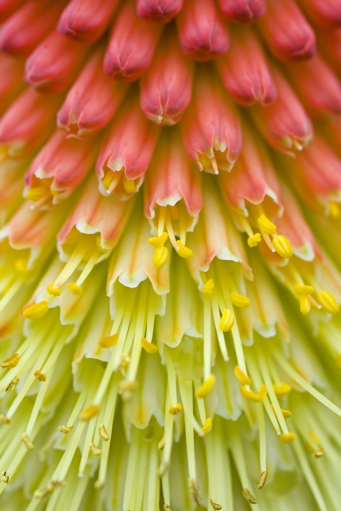 Close Up of Flower Stamen Poster Print - 13 x 20