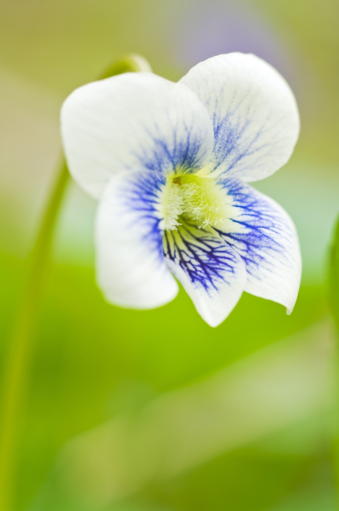 Wild Violet Poster Print, 12 x 18
