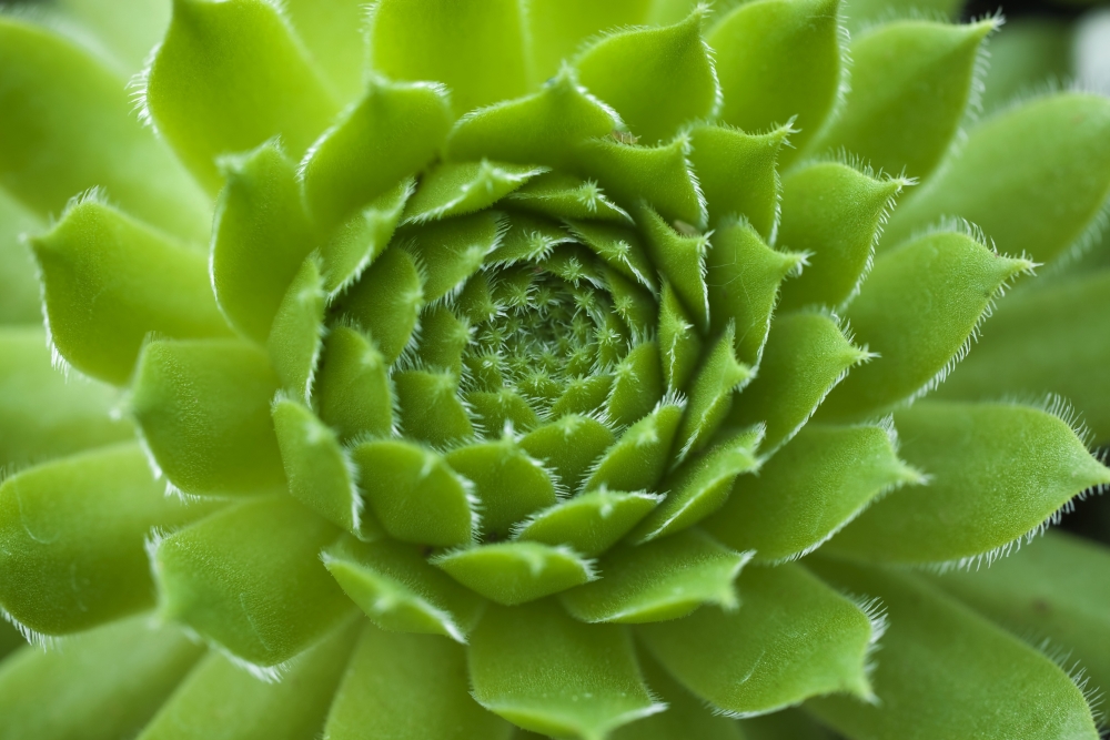 Succulent Poster Print, 18 x 12