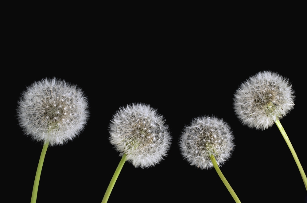 Dandelion Seeds Poster Print - 18 x 12