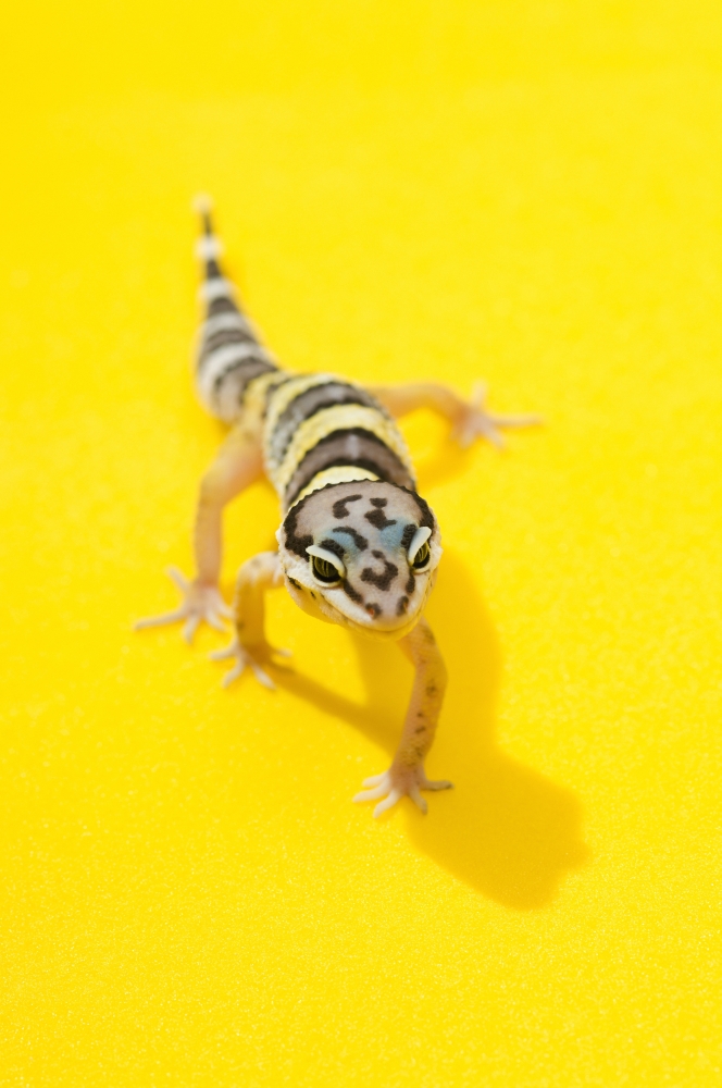 Baby Leopard Gecko Poster Print - 11 x 17