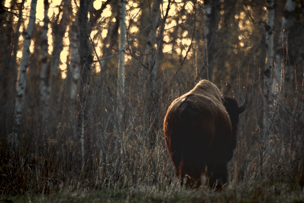Rear View of One Buffalo Poster Print, 18 x 12