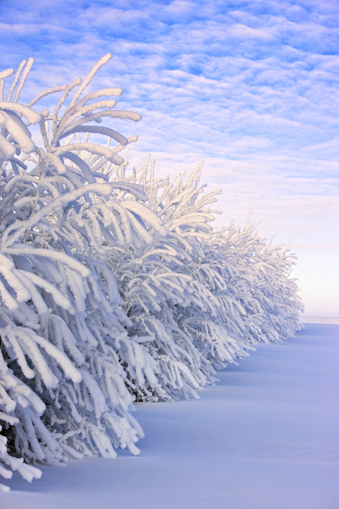 Covered in Snow Poster Print, 12 x 18