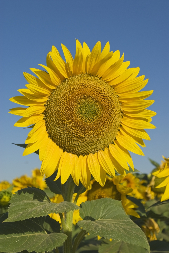 Sunflower Poster Print - 11 x 17