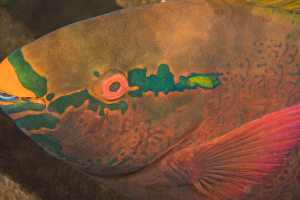 Parrotfish Scaridae Poster Print - 18 x 12