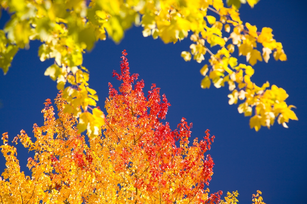 Autumn Trees Poster Print - Large - 40 x 26