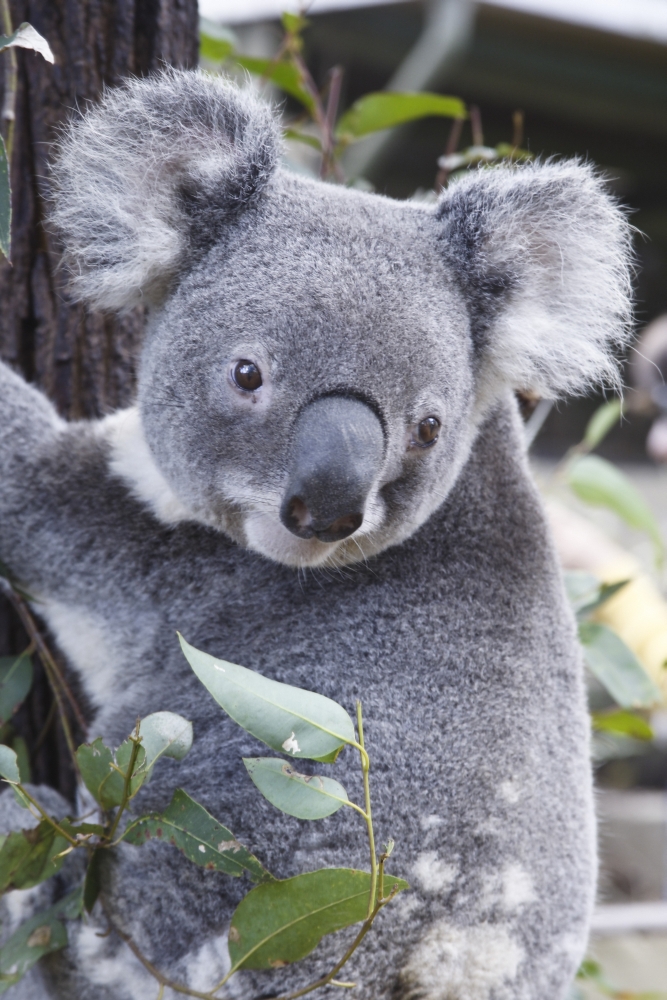 Koala in Tree Phascolarctos Cinereus Australia Poster Print - Large - 24 x 36