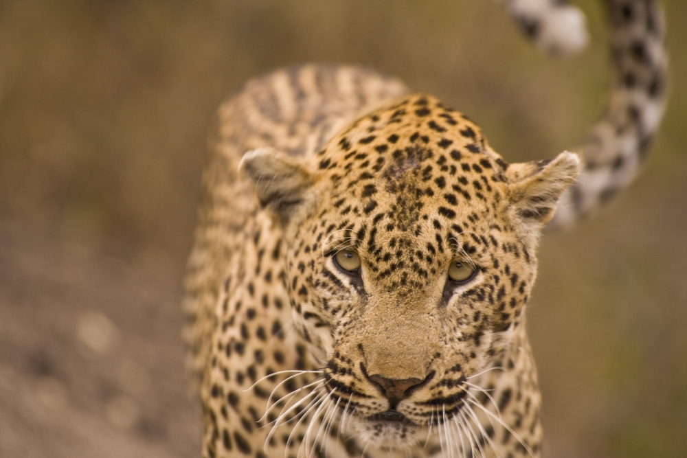 Leopard Poster Print, Large - 36 x 24