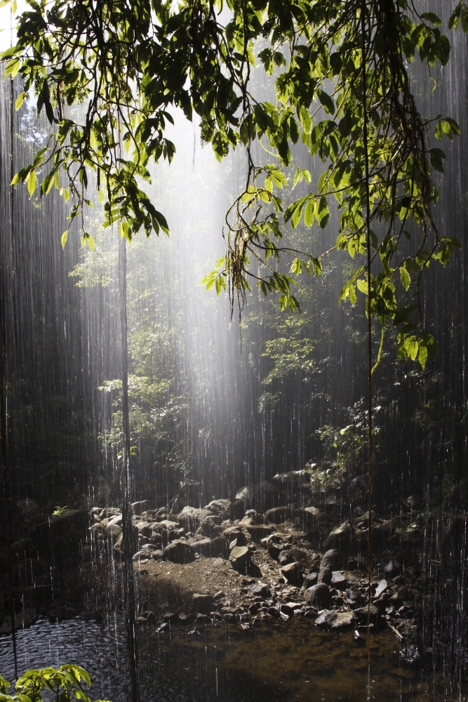 Rainforest Bellingen Australia Poster Print, Large - 24 x 36