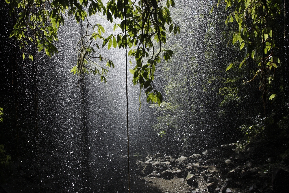 Rainforest Bellingen Australia Poster Print, Large - 36 x 24