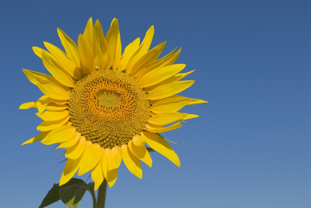 Sunflower Helianthus Annuus Poster Print, Large - 36 x 24