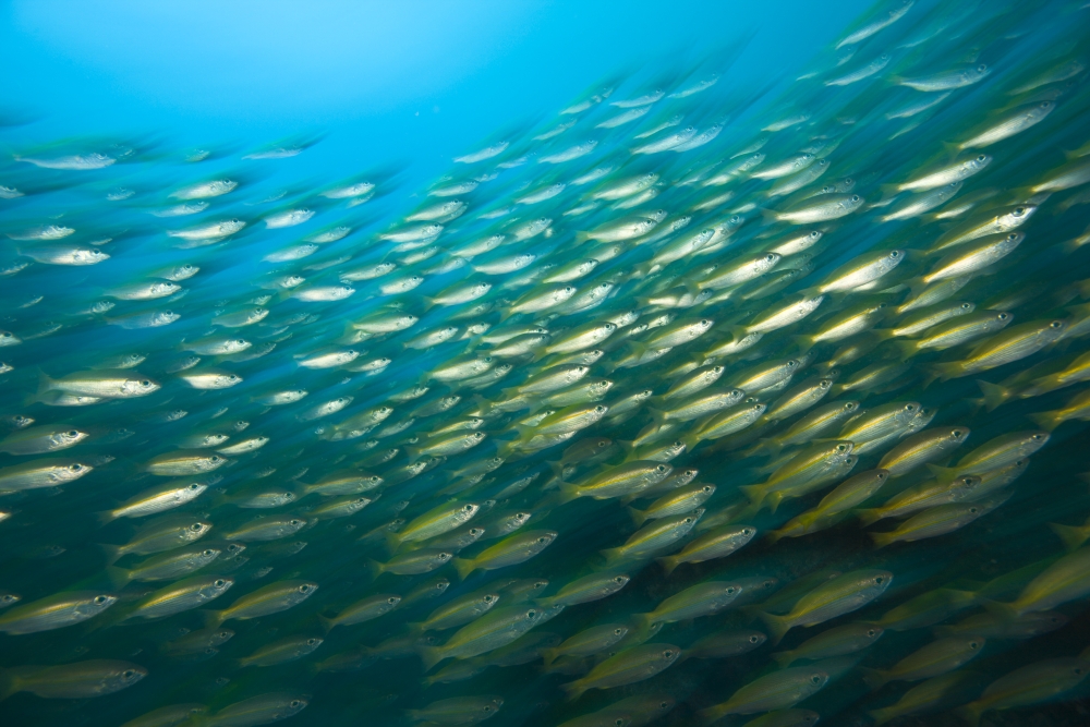 Bigeye Snappers Lutjanus Lutjanus Poster Print - Large - 36 x 24