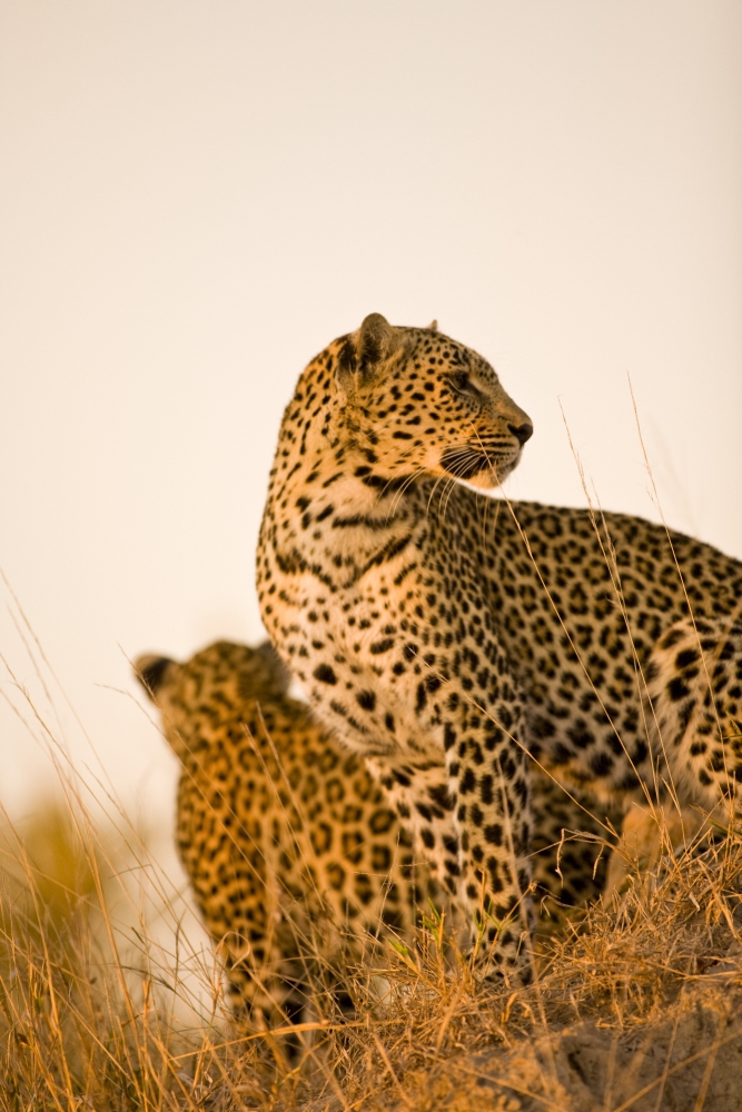 Leopard Poster Print, Large - 24 x 36