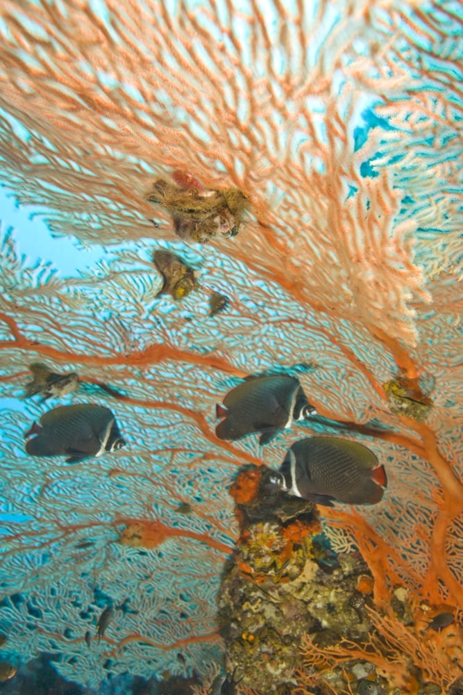 Collare Butterflyfish Poster Print - 12 x 18
