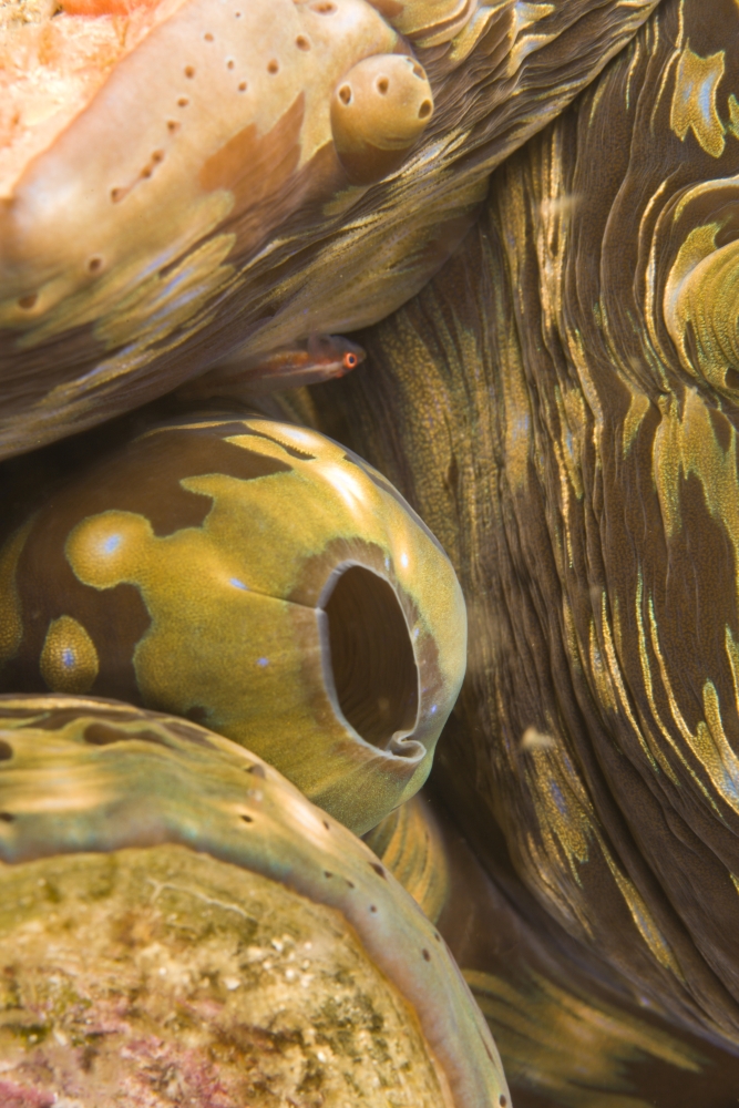 Giant Clam & Goby Fish Poster Print - 12 x 18