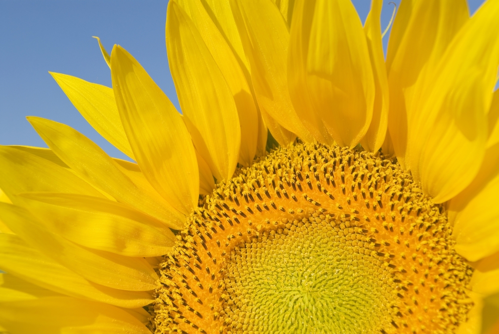 Sunflower Helianthus Annuus Poster Print, 18 x 12