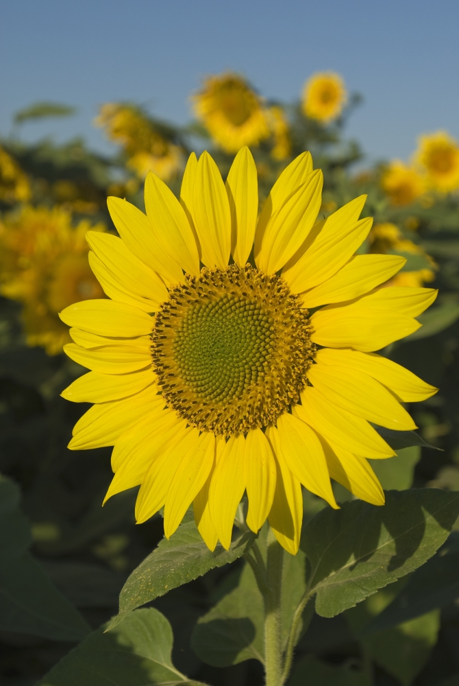 Sunflower Poster Print, 11 x 17