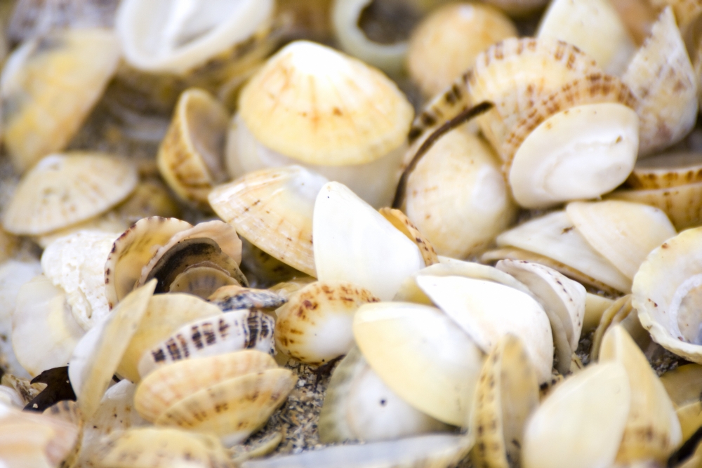 DPI1834908 Seashells Poster Print, 19 x 12