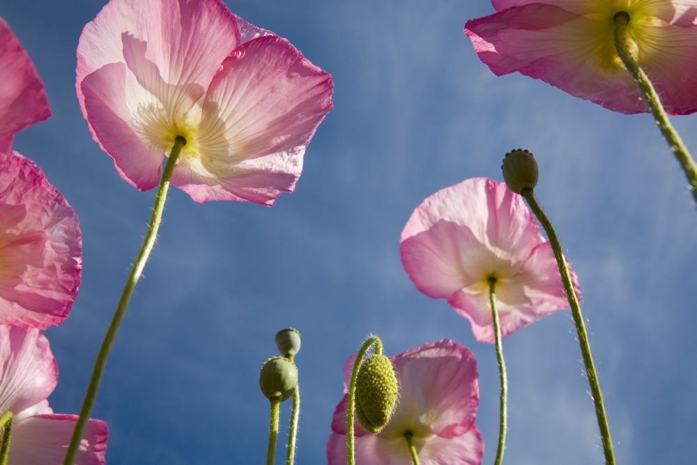 Shirley Poppies Poster Print - 20 x 13