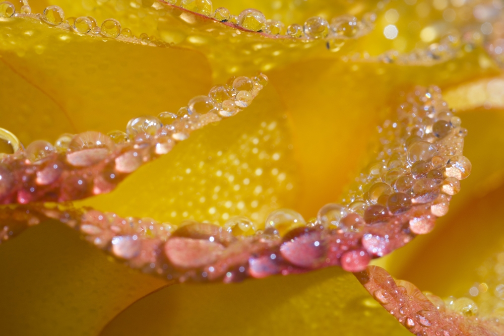 Dew On Flower Petals Poster Print - 20 x 13