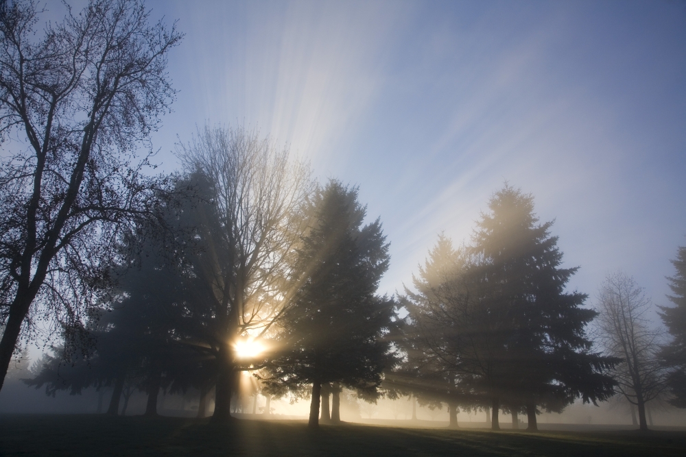 Sunray Through Trees & Fog Poster Print, 20 x 13