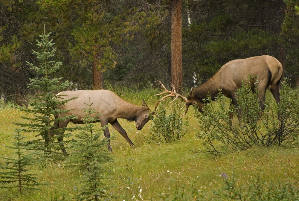 DPI1835716LARGE Bull Elk Fighting Banff National Park Banff Alberta Canada Poster Print, Large - 34 x 22