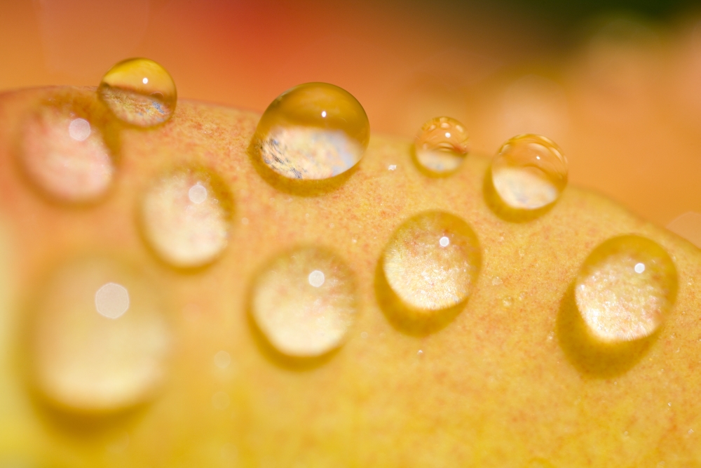 Water Droplets Poster Print, Large - 40 x 26