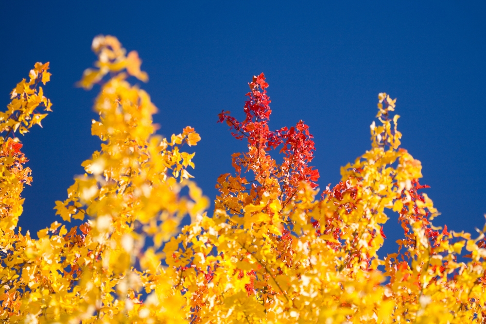 Autumn Trees Poster Print - 20 x 13